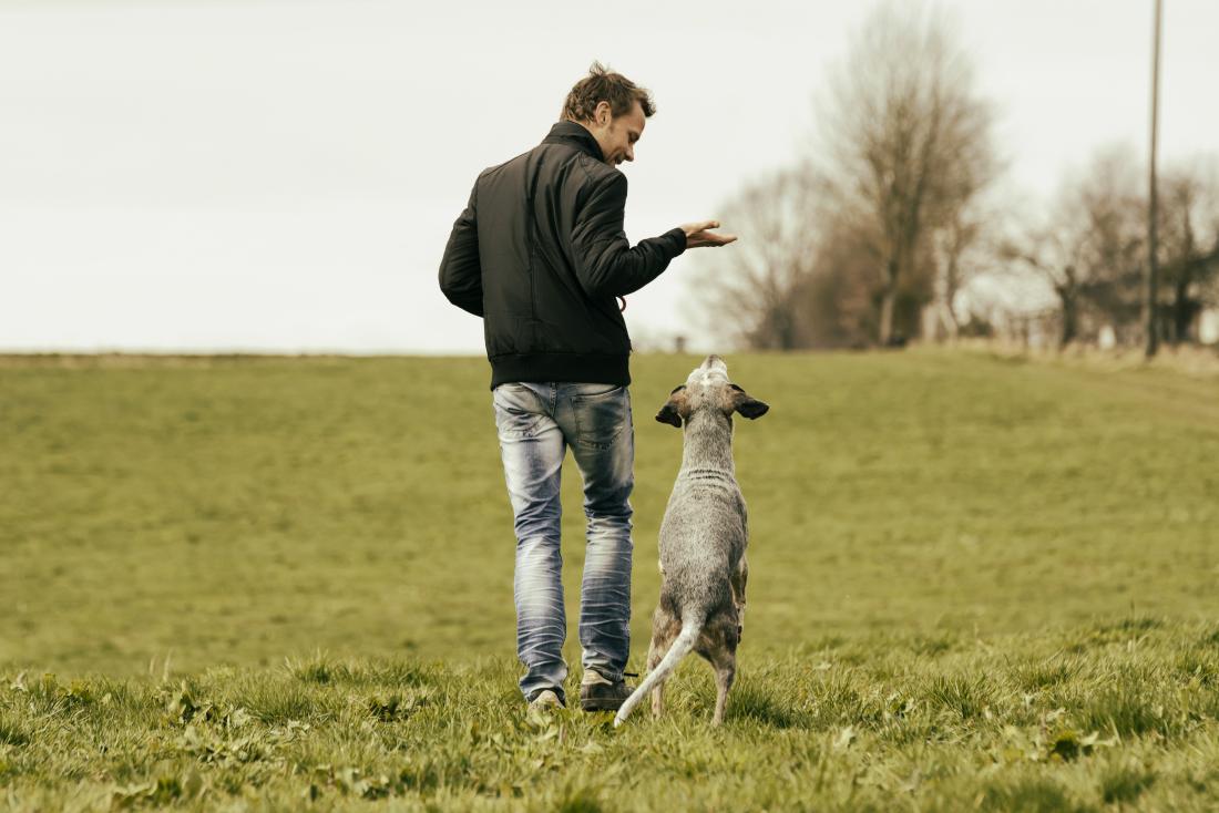 Man walking with dog in grassy field